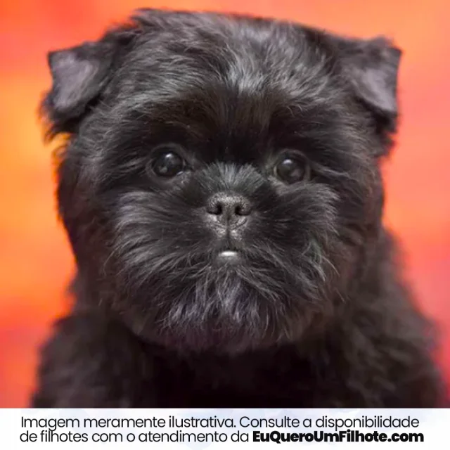 Filhote de Affenpinscher — imagem ilustrativa