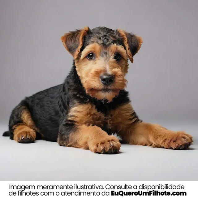 Filhote de Airedale Terrier — imagem ilustrativa