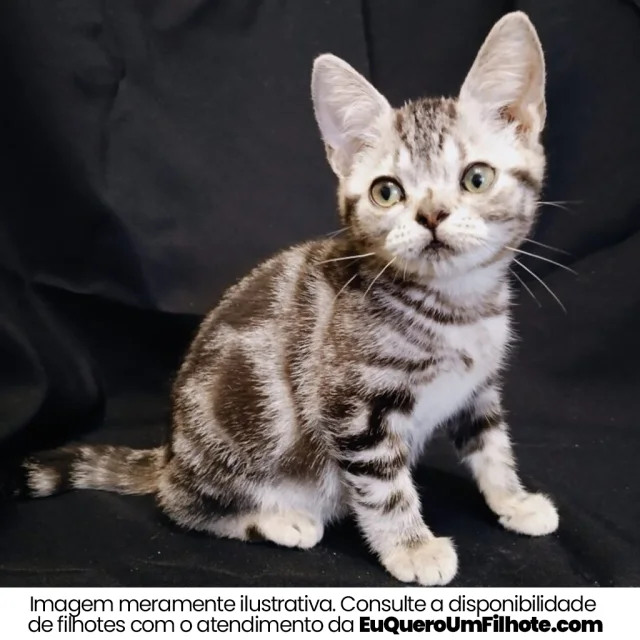 Filhote de American Shorthair — imagem ilustrativa
