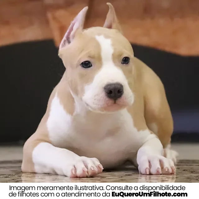 Filhote de American Staffordshire Terrier — imagem ilustrativa