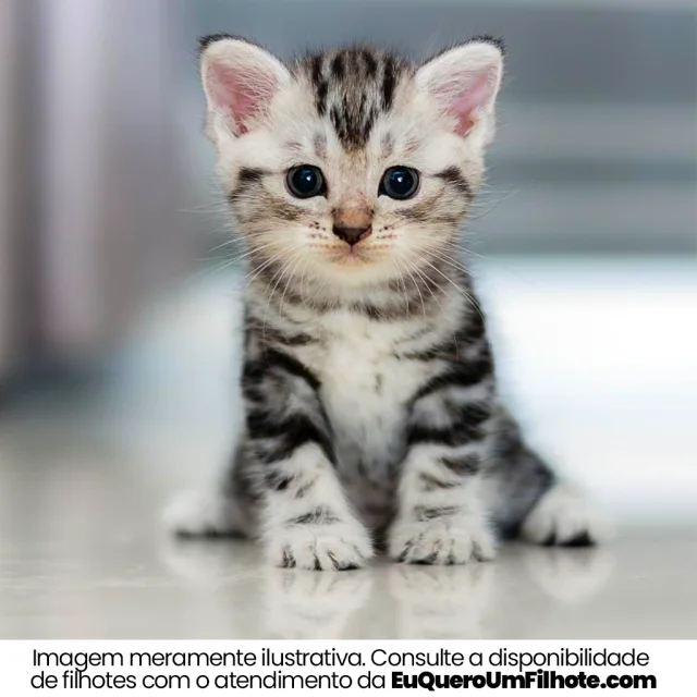 Filhote de American Wirehair — imagem ilustrativa