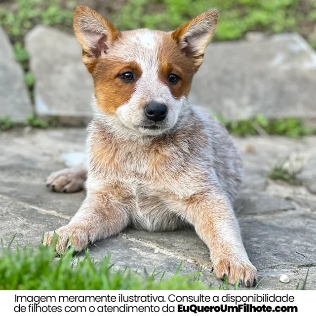 Filhote de Australian Cattle Dog — imagem ilustrativa