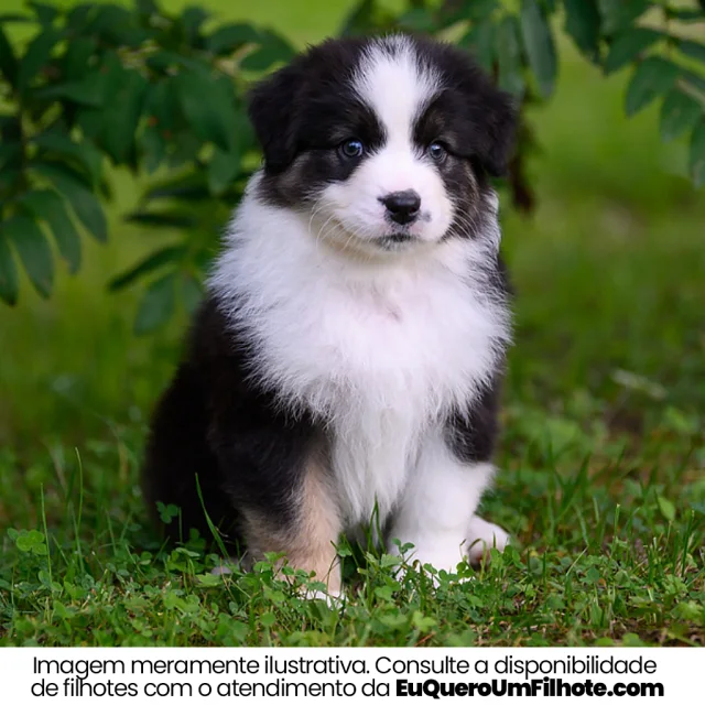 Filhote de Australian Shepherd — imagem ilustrativa
