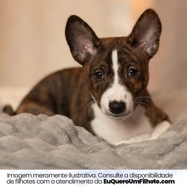 Filhote de Basenji — imagem ilustrativa