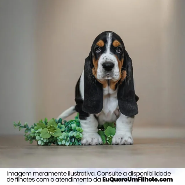 Filhote de Basset Hound — imagem ilustrativa