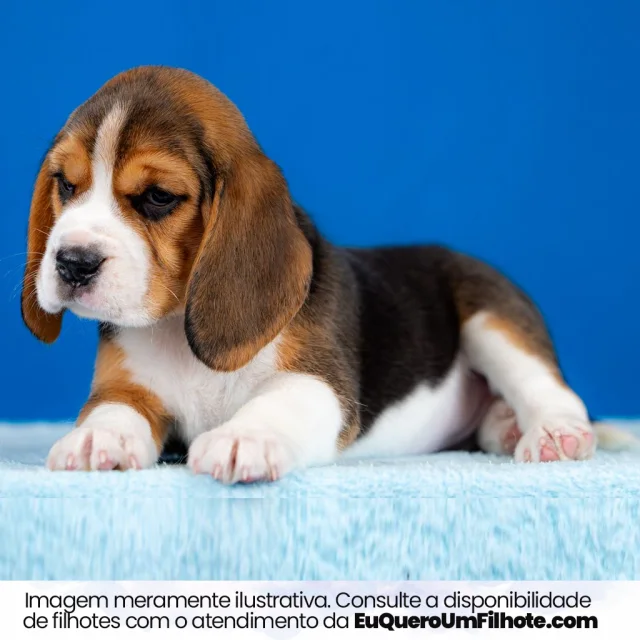 Filhote de Beagle — imagem ilustrativa