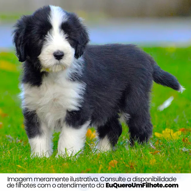 Filhote de Bearded Collie — imagem ilustrativa