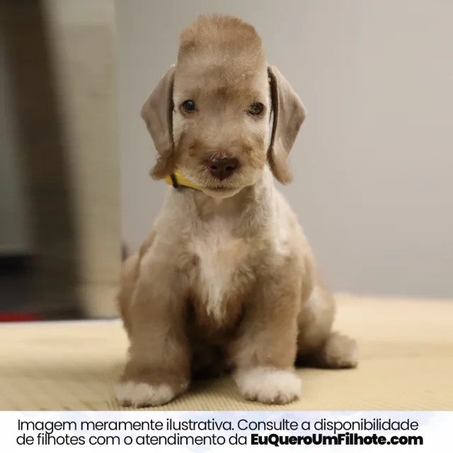Filhote de Bedlington Terrier — imagem ilustrativa