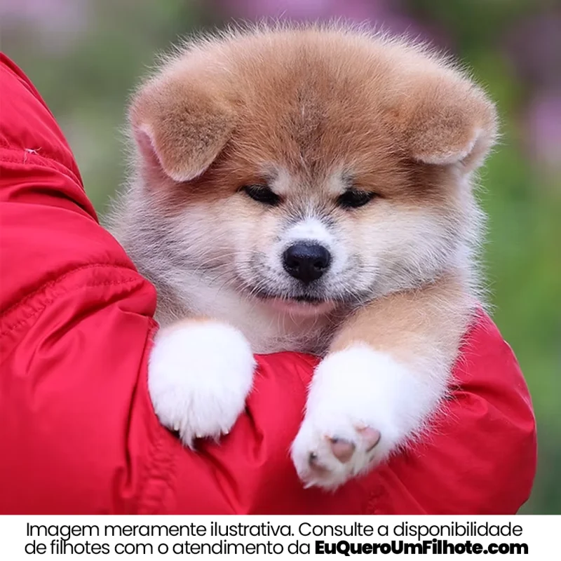 Filhote de Akita Inu — imagem ilustrativa