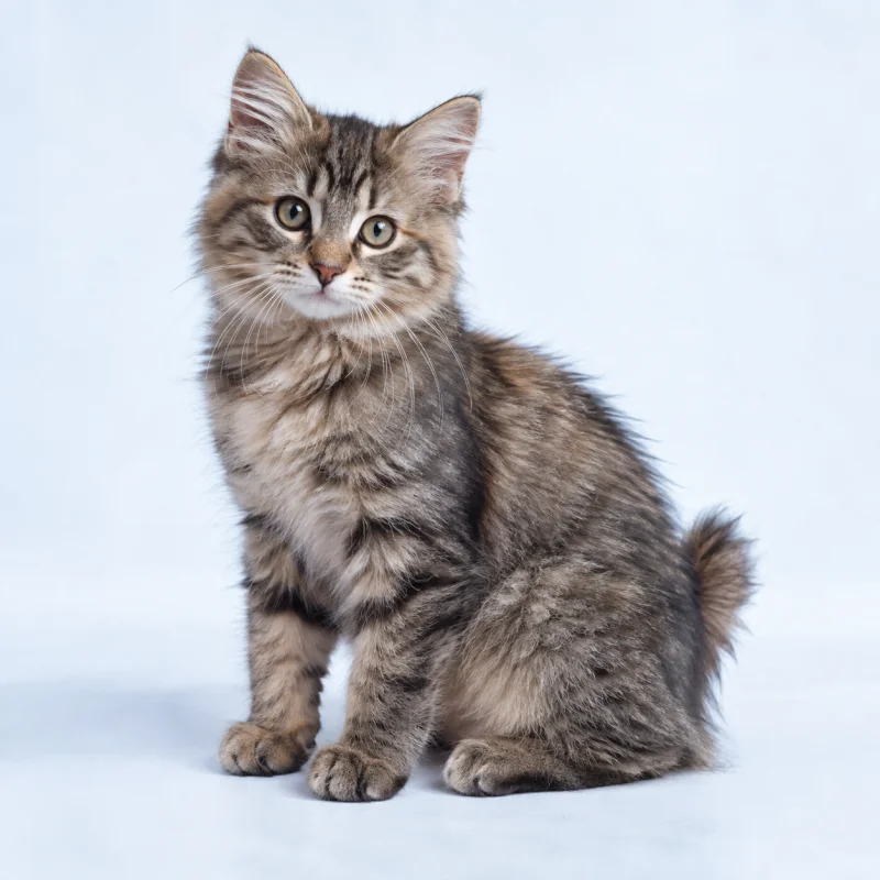 Filhote de American Bobtail — imagem ilustrativa gerada por IA
