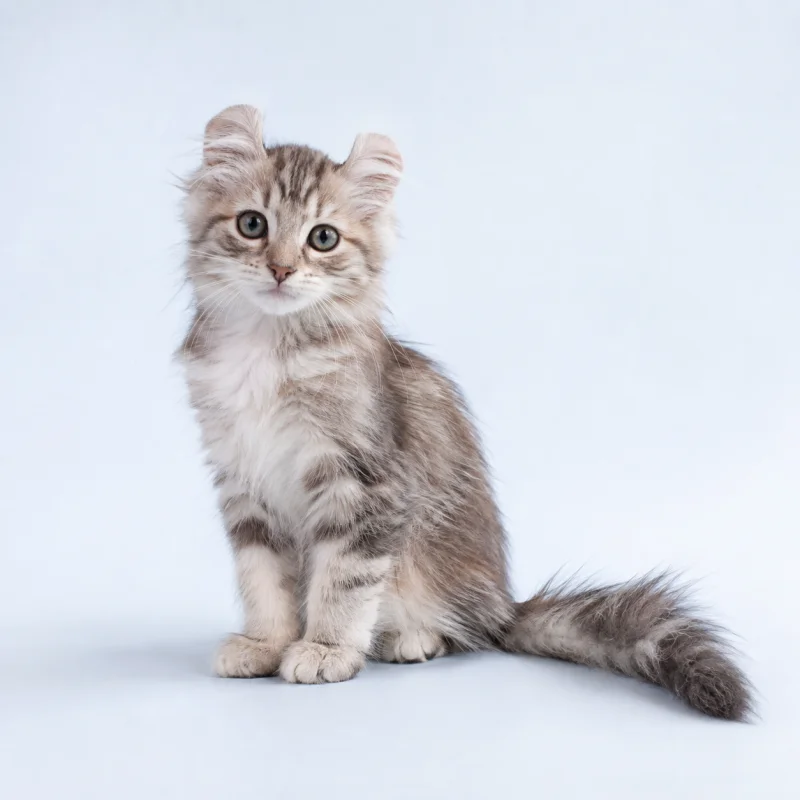 Filhote de American Curl Longhair — imagem ilustrativa gerada por IA
