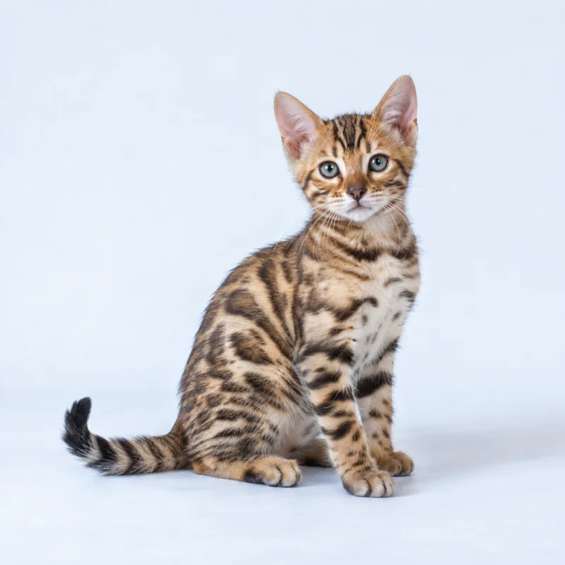 Filhote de Bengal — imagem ilustrativa gerada por IA