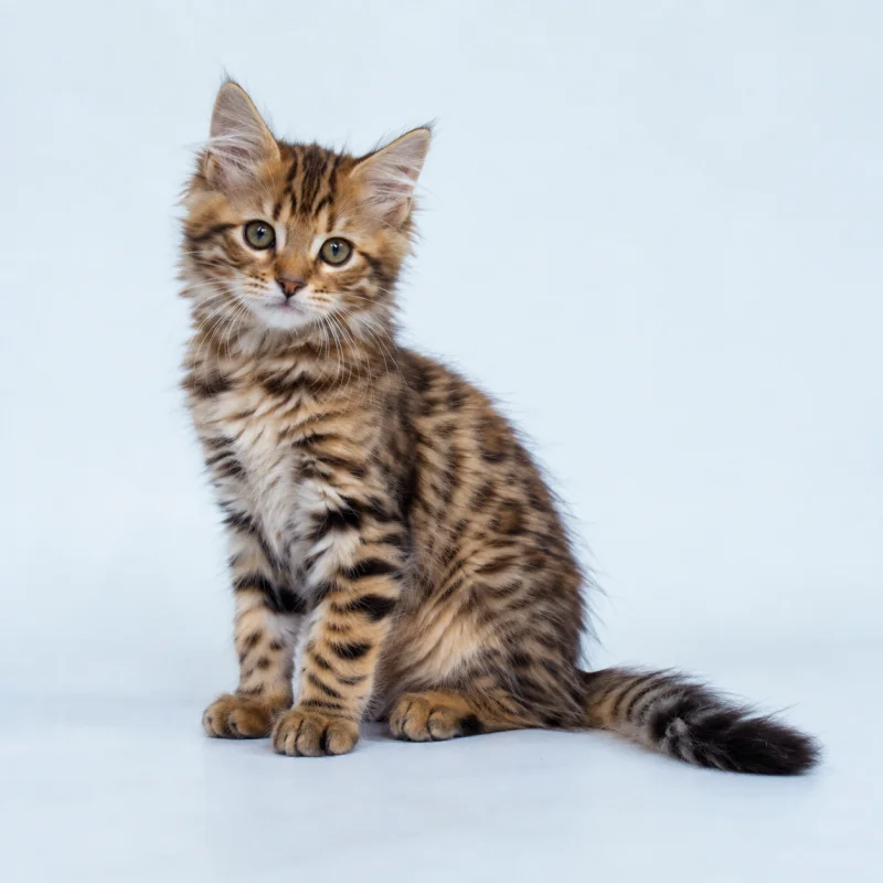 Filhote de Bengal Longhair — imagem ilustrativa gerada por IA