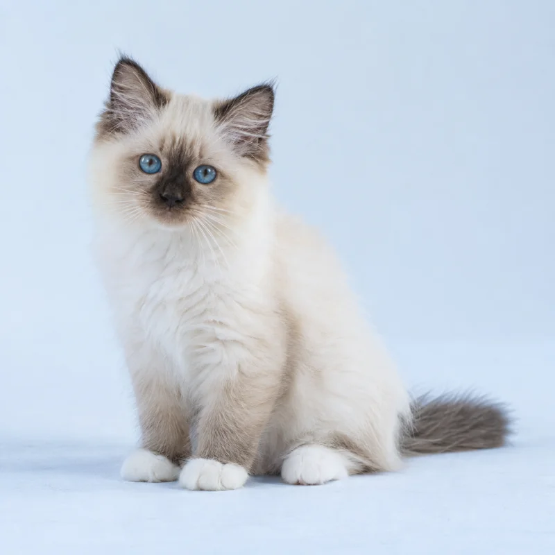 Filhote de Birman — imagem ilustrativa gerada por IA