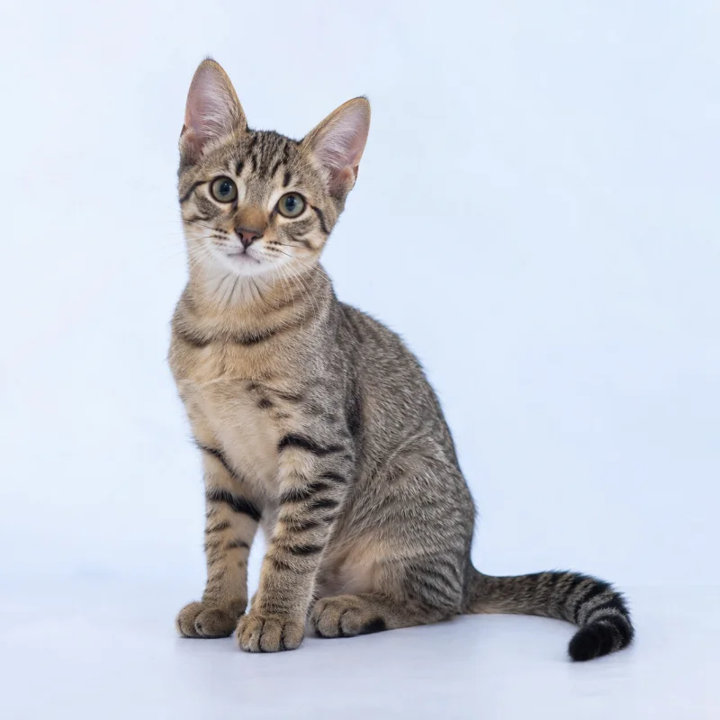 Filhote de Brazilian Shorthair — imagem ilustrativa gerada por IA