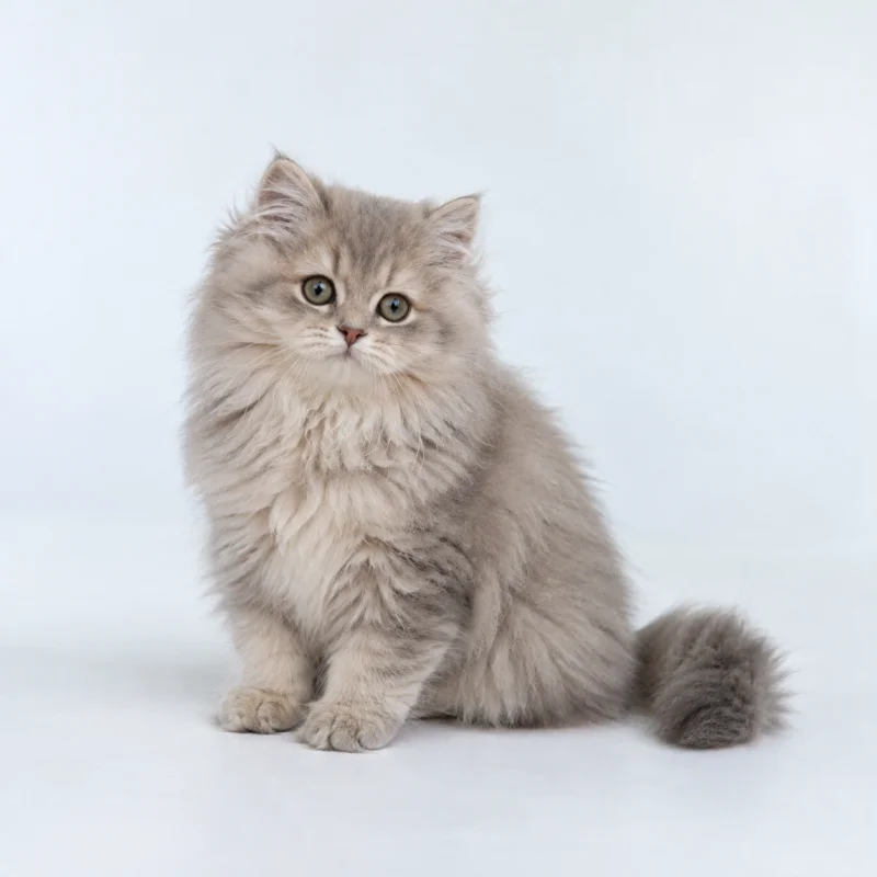 Filhote de British Longhair — imagem ilustrativa gerada por IA