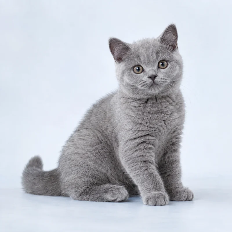 Filhote de British Shorthair — imagem ilustrativa gerada por IA