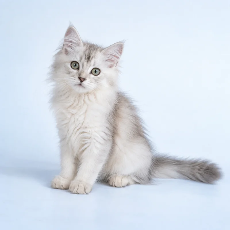 Filhote de Burmilla Longhair — imagem ilustrativa gerada por IA