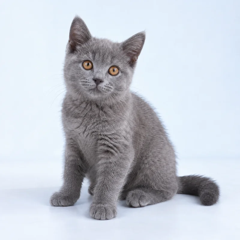 Filhote de Chartreux — imagem ilustrativa gerada por IA