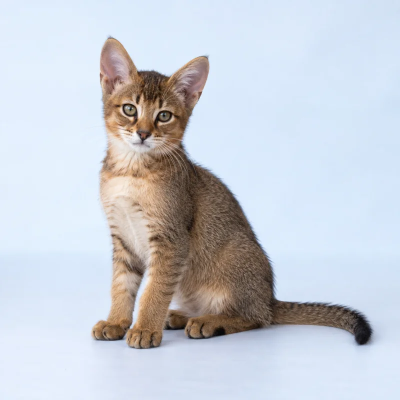 Filhote de Chausie — imagem ilustrativa gerada por IA