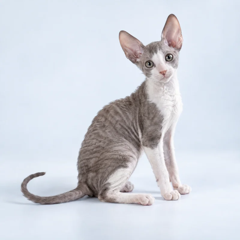 Filhote de Cornish Rex — imagem ilustrativa gerada por IA