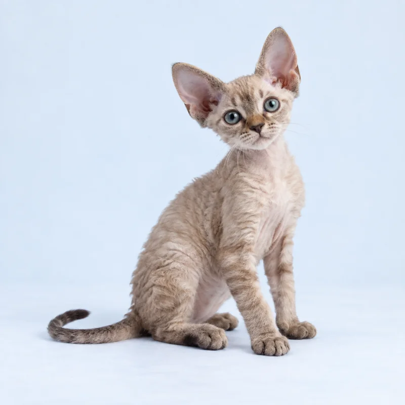 Filhote de Devon Rex — imagem ilustrativa gerada por IA