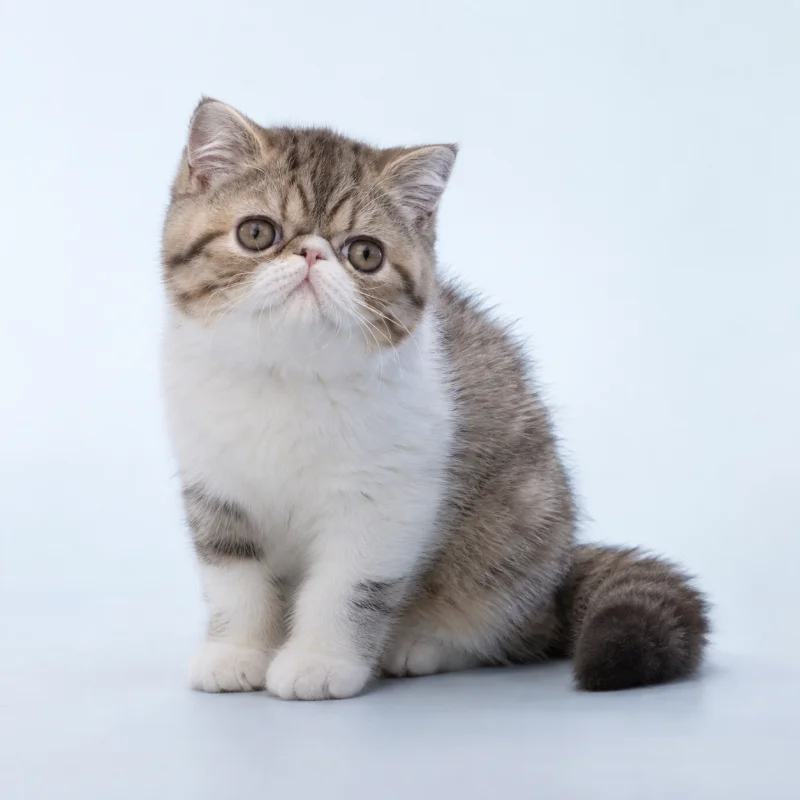 Filhote de Exotic Shorthair — imagem ilustrativa gerada por IA