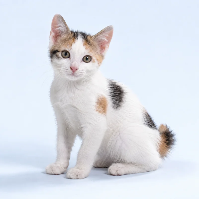 Filhote de Japanese Bobtail — imagem ilustrativa gerada por IA