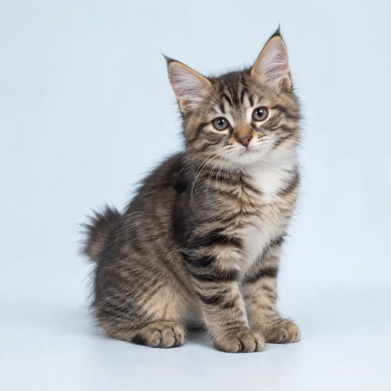 Filhote de Kurilian Bobtail — imagem ilustrativa gerada por IA