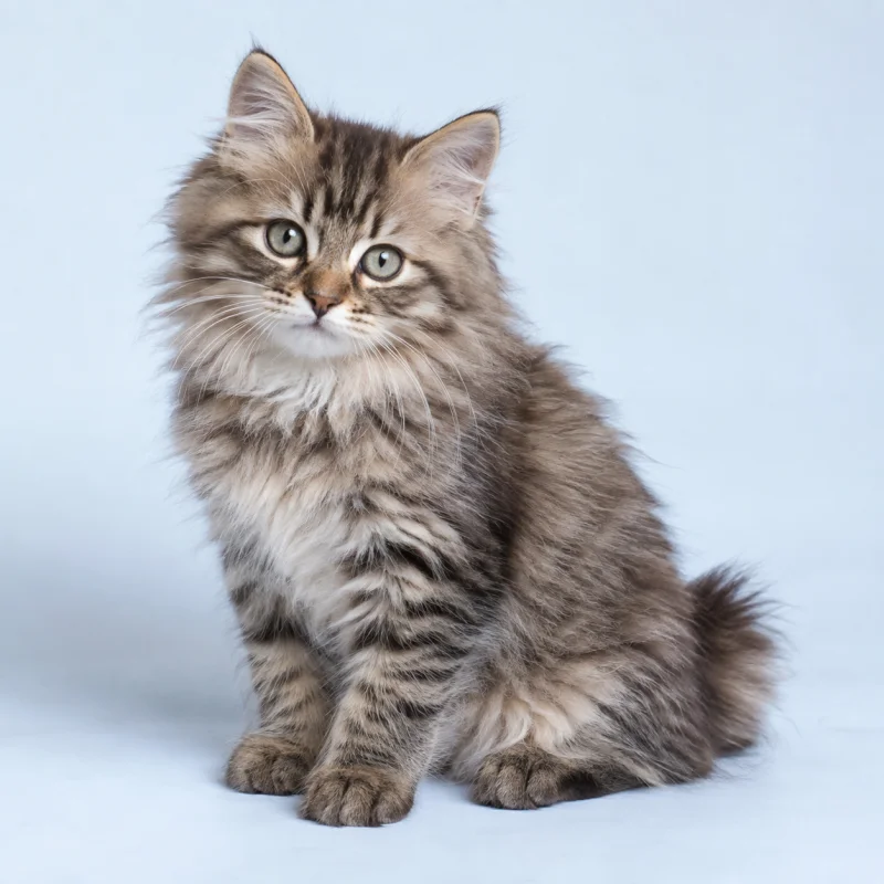 Filhote de Kurilian Bobtail Longhair — imagem ilustrativa gerada por IA