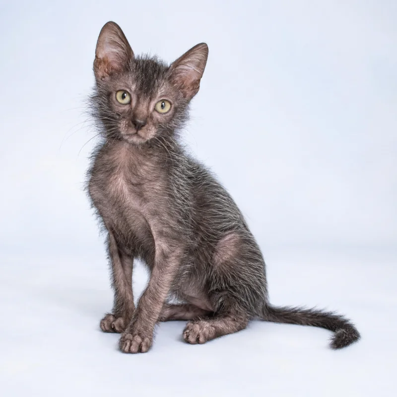 Filhote de Lykoi — imagem ilustrativa gerada por IA