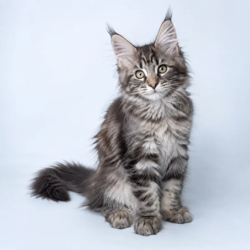 Filhote de Maine Coon Polydactyl — imagem ilustrativa gerada por IA