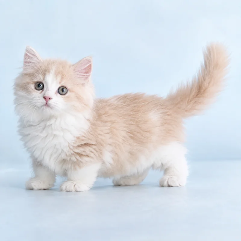 Filhote de Munchkin Longhair — imagem ilustrativa gerada por IA