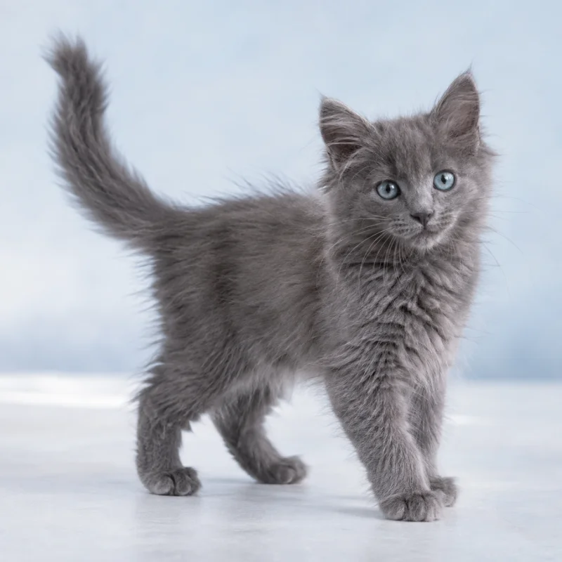 Filhote de Nebelung — imagem ilustrativa gerada por IA