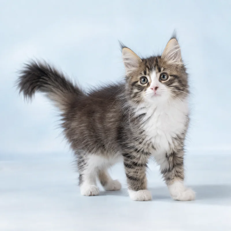 Filhote de Norwegian Forest — imagem ilustrativa gerada por IA