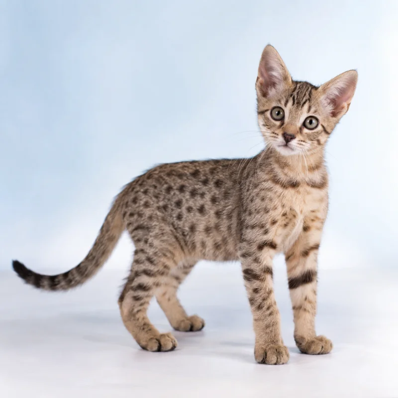 Filhote de Ocicat — imagem ilustrativa gerada por IA