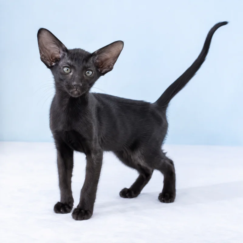 Filhote de Oriental Shorthair — imagem ilustrativa gerada por IA