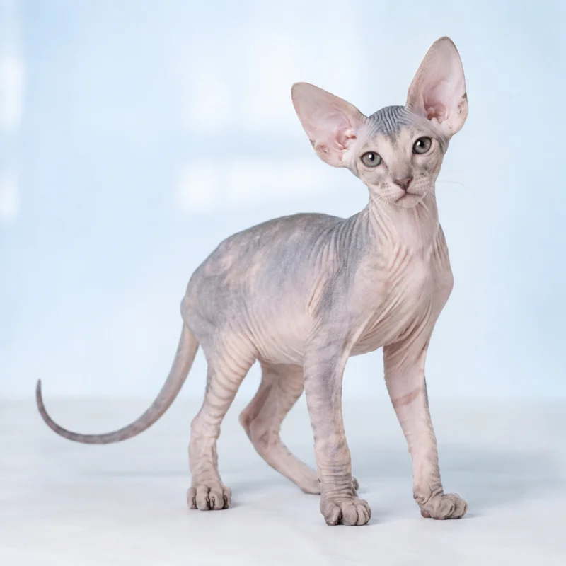 Filhote de Peterbald — imagem ilustrativa gerada por IA