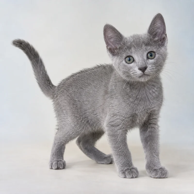 Filhote de Russian Blue — imagem ilustrativa gerada por IA