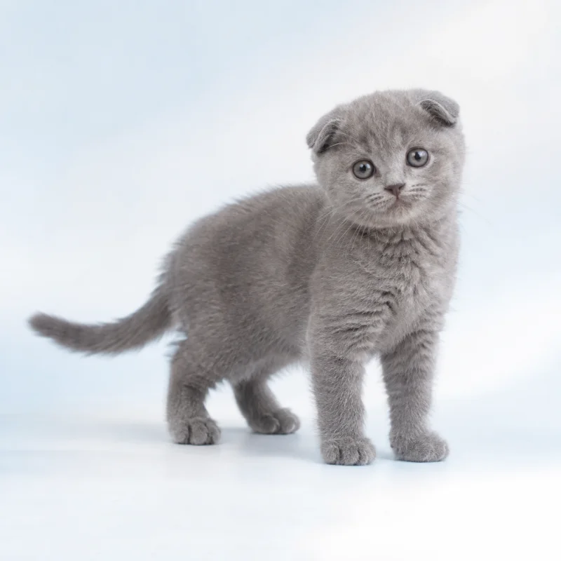 Filhote de Scottish Fold — imagem ilustrativa gerada por IA