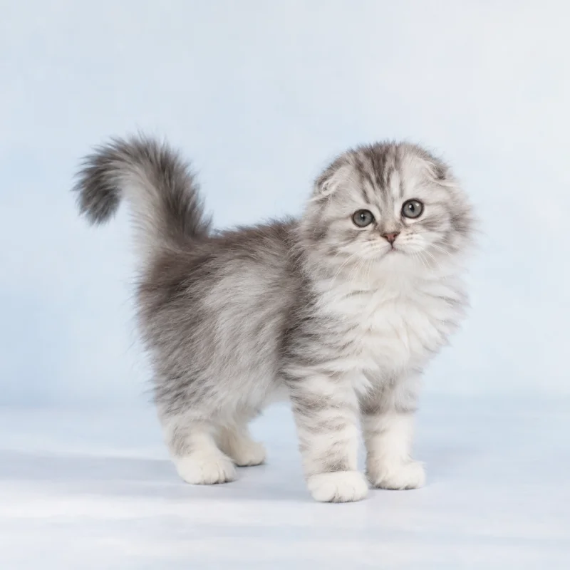 Filhote de Scottish Fold Longhair — imagem ilustrativa gerada por IA