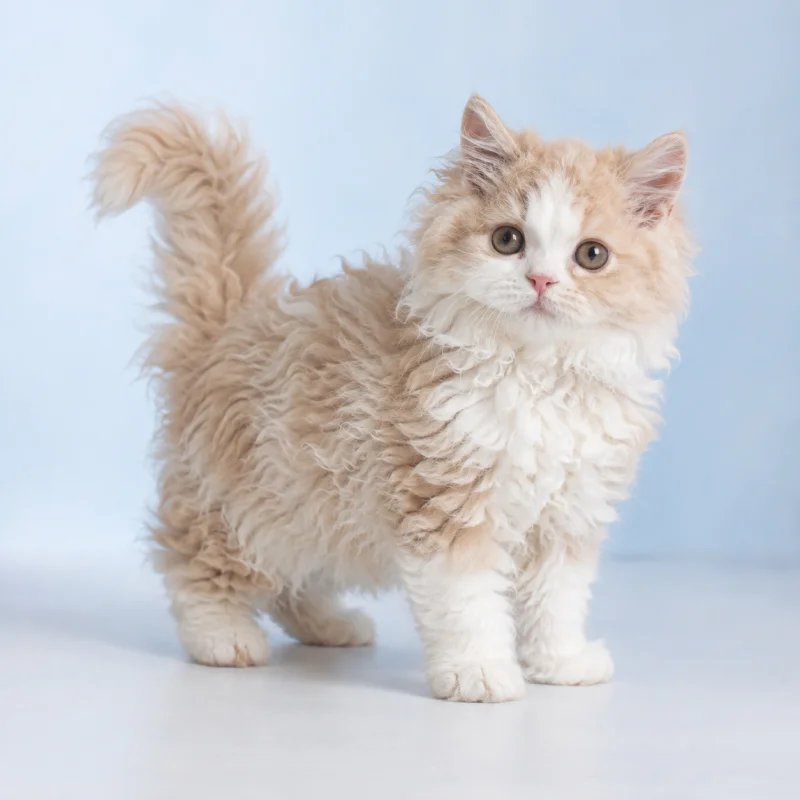 Filhote de Selkirk Rex Longhair — imagem ilustrativa gerada por IA