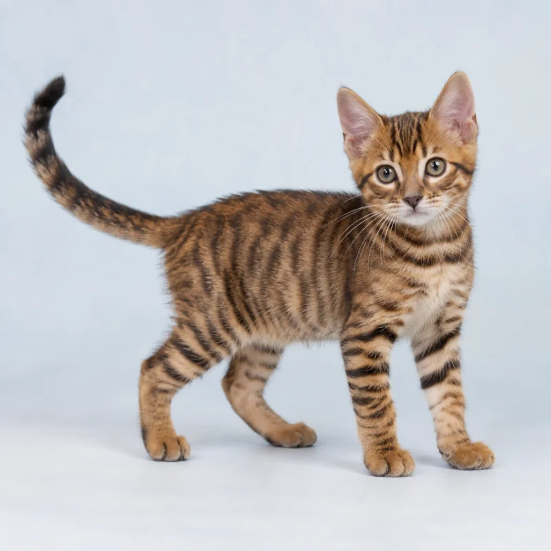 Filhote de Toyger — imagem ilustrativa gerada por IA