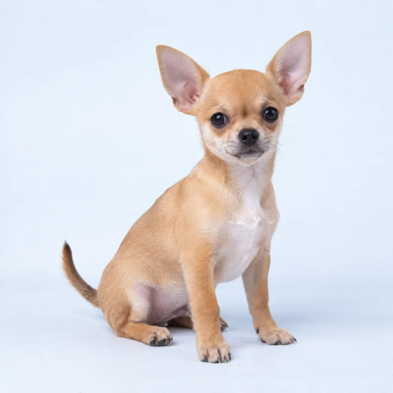 Filhote de Chihuahua — imagem ilustrativa gerada por IA
