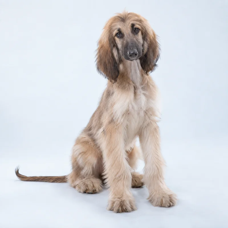Filhote de Afghan Hound — imagem ilustrativa gerada por IA