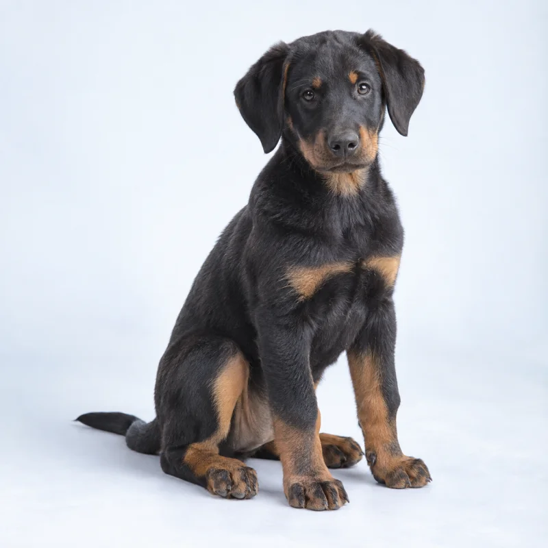 Filhote de Beauceron — imagem ilustrativa gerada por IA