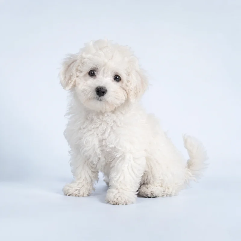 Filhote de Bichon Frisé — imagem ilustrativa gerada por IA