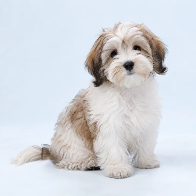 Filhote de Bichon Havanês — imagem ilustrativa gerada por IA