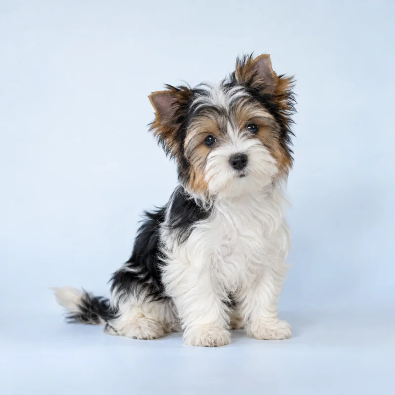 Filhote de Biewer Terrier — imagem ilustrativa gerada por IA
