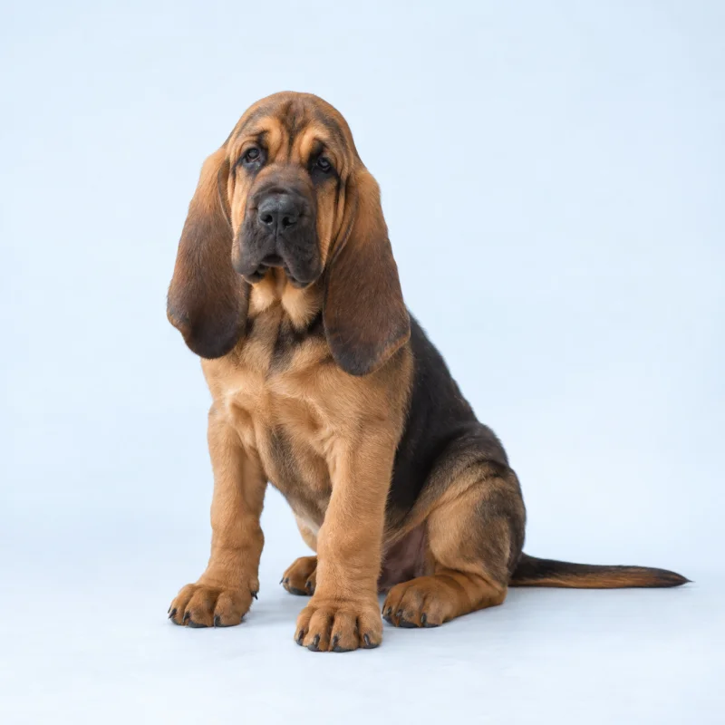 Filhote de Bloodhound — imagem ilustrativa gerada por IA